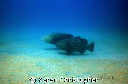 Goliath Grouper off Jupiter, Florida. The male grouper's ... by Karen Christopher 